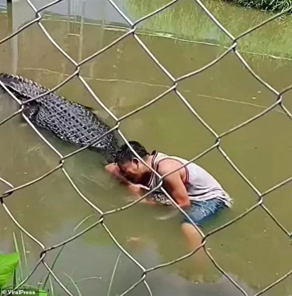 奇趣分分彩:翻鳄鱼围栏自拍游客险被撕碎!愚蠢决定竟是因为:我以为它是雕像
