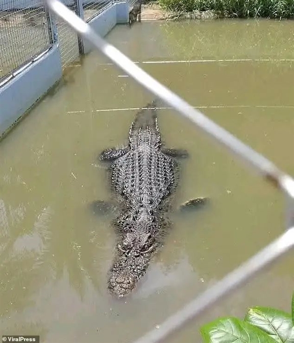 奇趣分分彩:翻鳄鱼围栏自拍游客险被撕碎!愚蠢决定竟是因为:我以为它是雕像