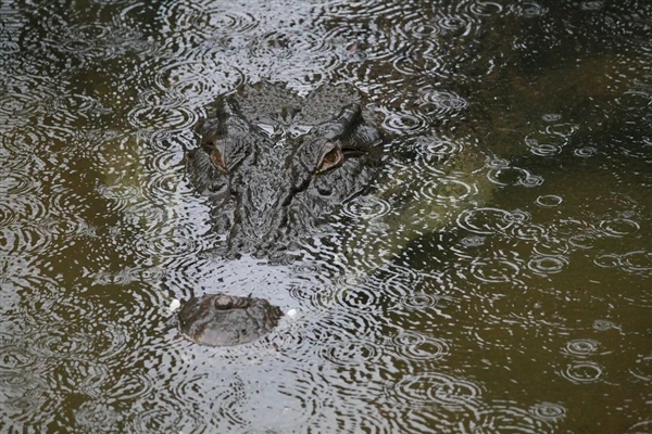 奇趣分分彩:翻鳄鱼围栏自拍游客险被撕碎!愚蠢决定竟是因为:我以为它是雕像