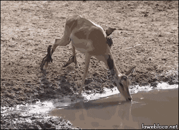 奇趣分分彩:翻鳄鱼围栏自拍游客险被撕碎!愚蠢决定竟是因为:我以为它是雕像